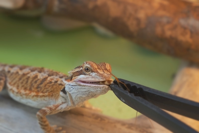 How Many Crickets to Feed a Baby Bearded Dragon: Vet-Reviewed Nutrition & Feeding Guide
