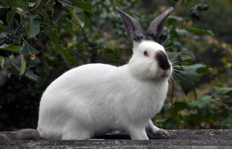 Californian Rabbit: Facts, Care, Diet, Pictures & More