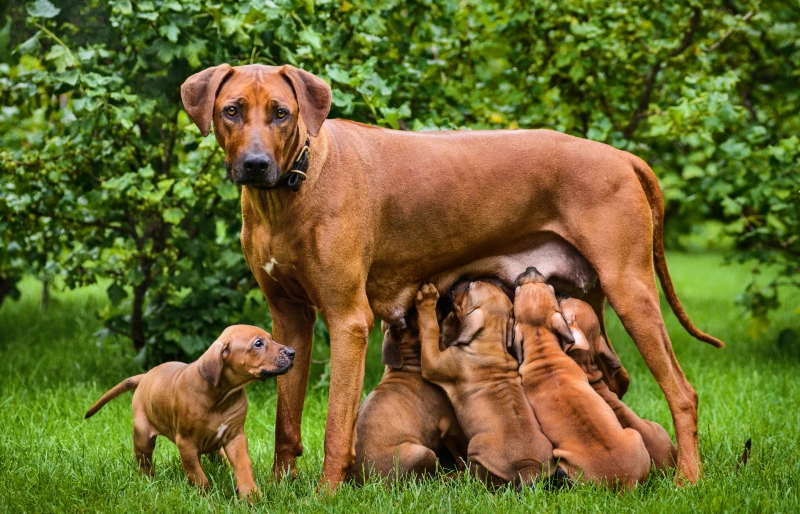 Can Dogs Be Overbred? Vet Reviewed Risks & Consequences