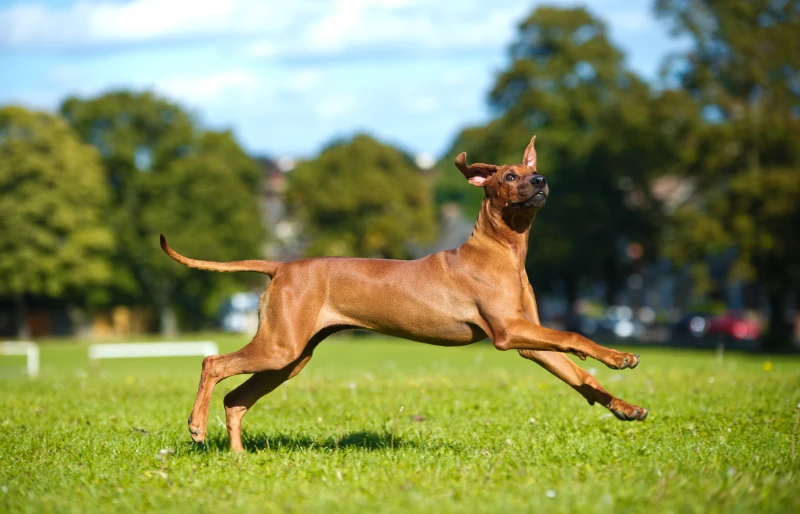 Dog Anatomy Basics: 11 Things All Pup Parents Should Know (Vet-Approved)