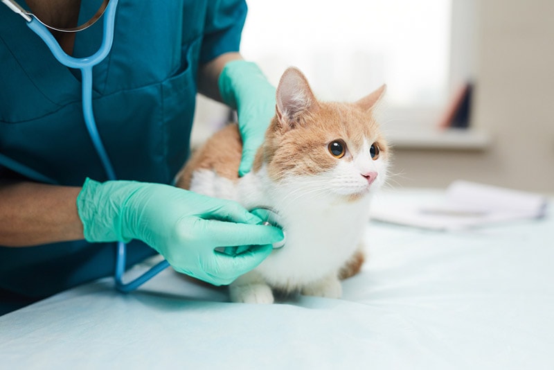 Blood Clots in Cats (Aortic Thromboembolism) – Vet Reviewed Signs, Causes & Care
