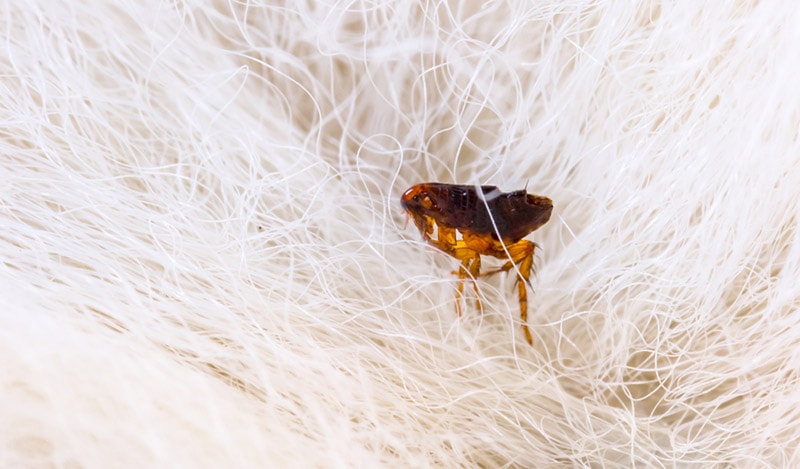 Can My Dog Get Fleas in The Winter? Vet Reviewed Facts & FAQ
