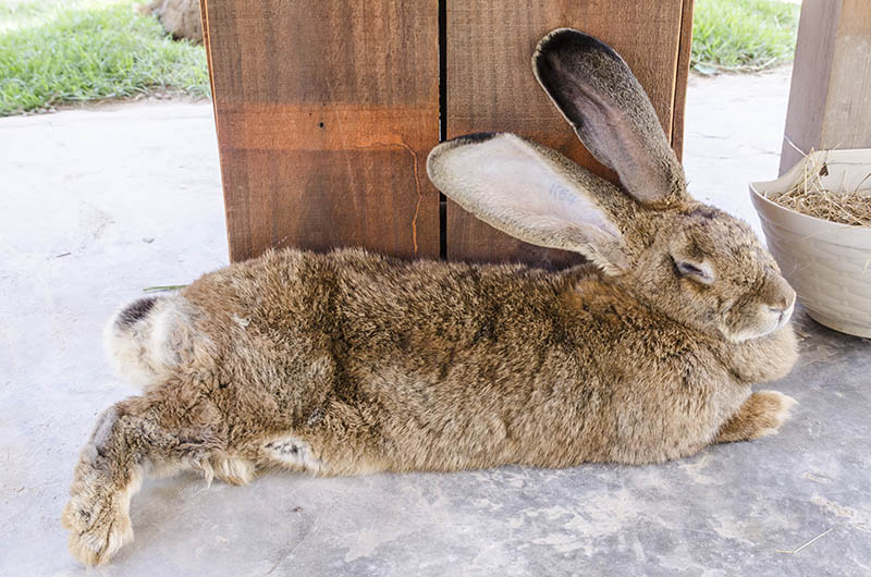 How Long Are Rabbits Pregnant? Vet Reviewed Facts & FAQ