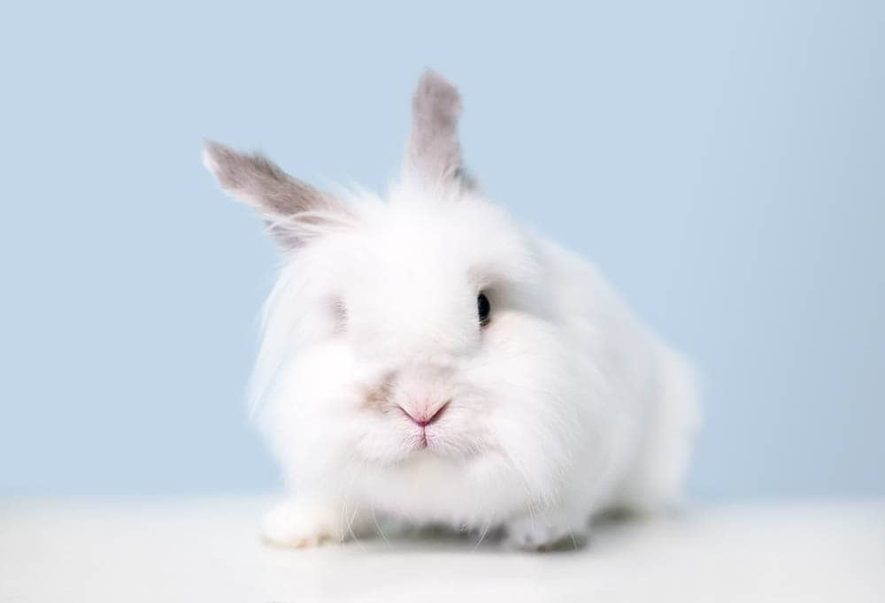 Jersey Wooly Rabbit: Pictures, Care Guide, Lifespan & Traits