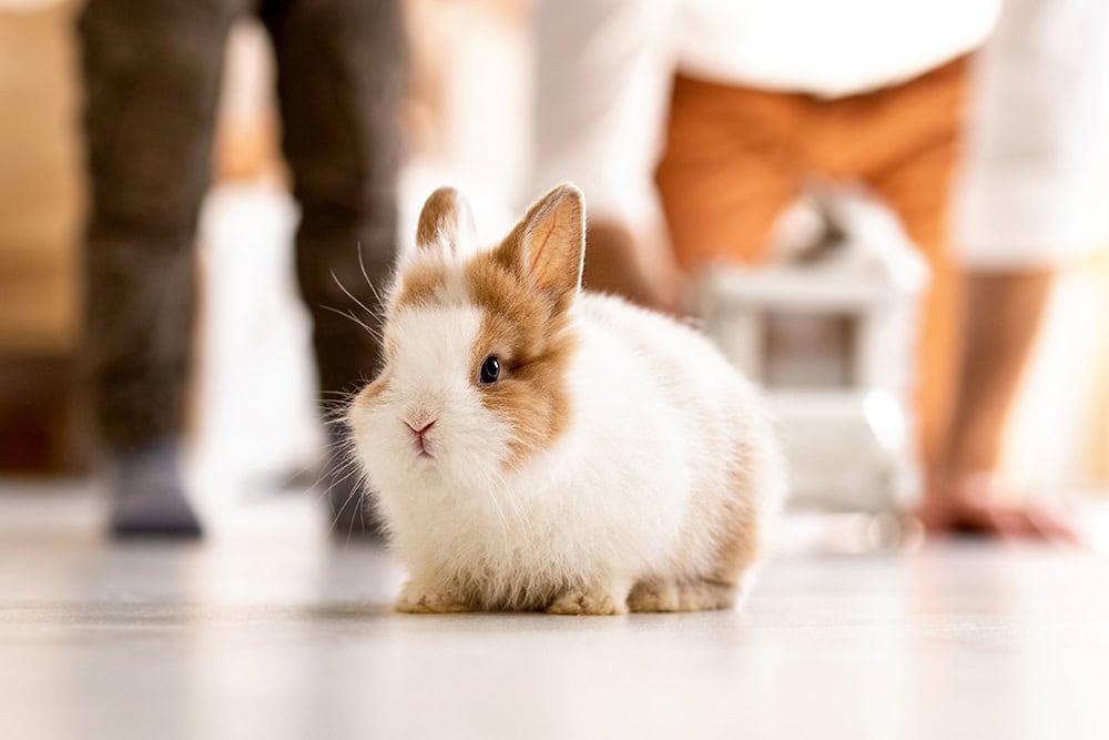 How Long Do Rabbits Live as Pets? Vet-Reviewed Average Lifespan, Data & Care