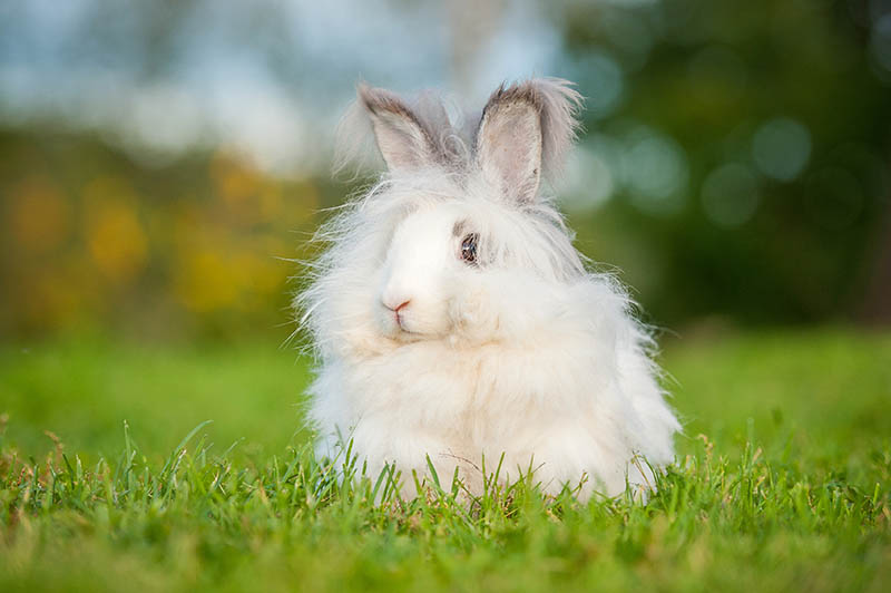 How Much Do Rabbits Shed? Expert Care & Grooming Tips