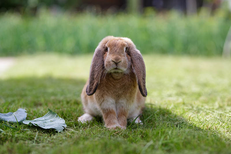 Why Do Rabbits Thump? Causes, Facts & FAQ
