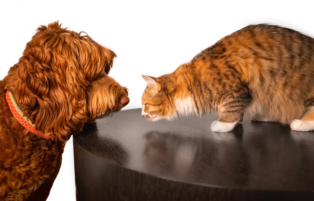 13 Cat Breeds Who Love Dogs (With Info & Pictures)