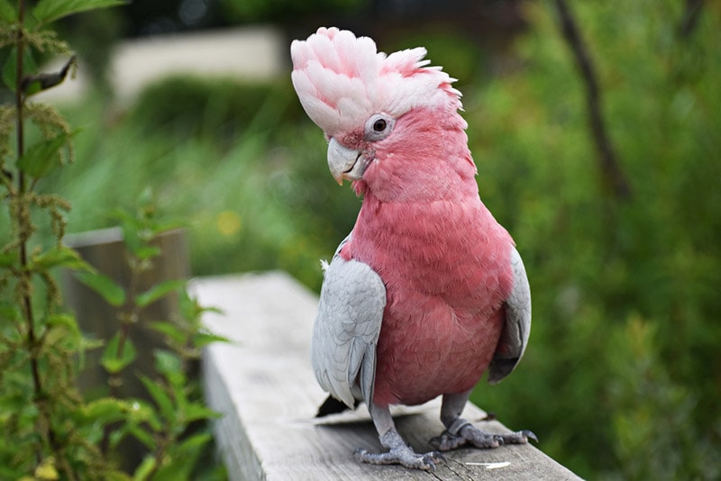 5 Cute Pink Pet Bird Species (With Info & Pictures)