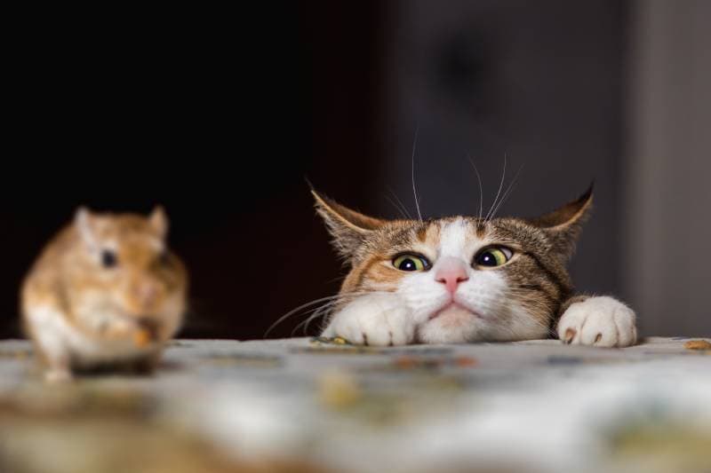 Can a Cat Have ADHD or ADD? What Science Has to Say
