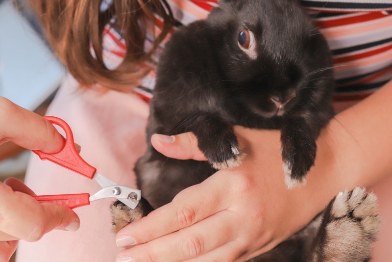 How to Clip Rabbit Nails: Vet-Approved Tips & Tricks