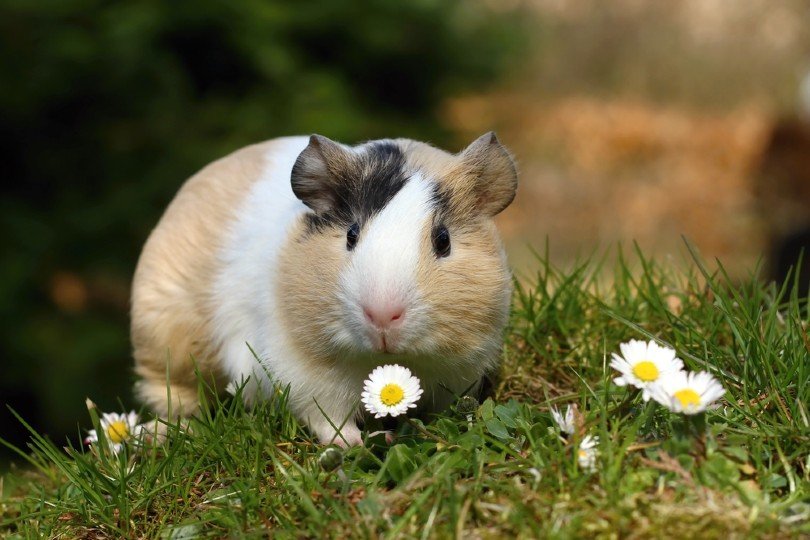 17 Interesting Guinea Pig Facts That May Surprise You