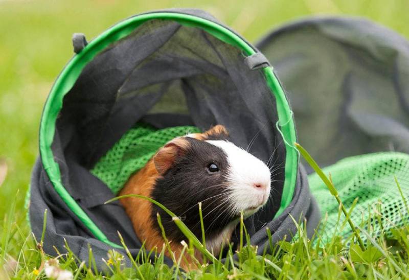 8 DIY Guinea Pig Toys You Can Make Today (With Videos)