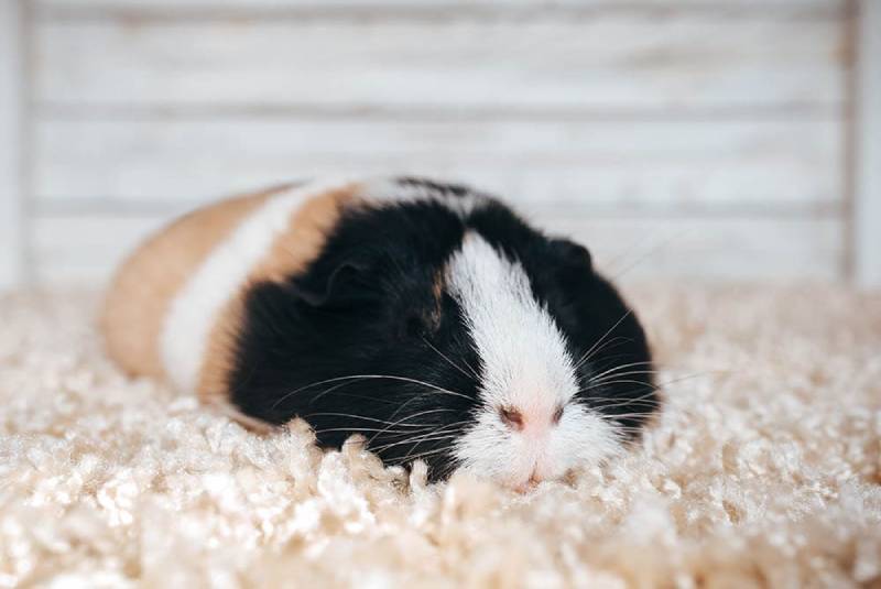 Are Guinea Pigs Nocturnal? Sleep Cycle Facts & FAQs