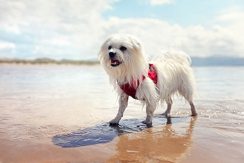 Can Maltese Swim? The Surprising Answer