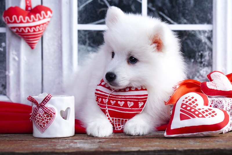 8 Amazing Valentine's Day Gifts for Dogs That You Can Get Today