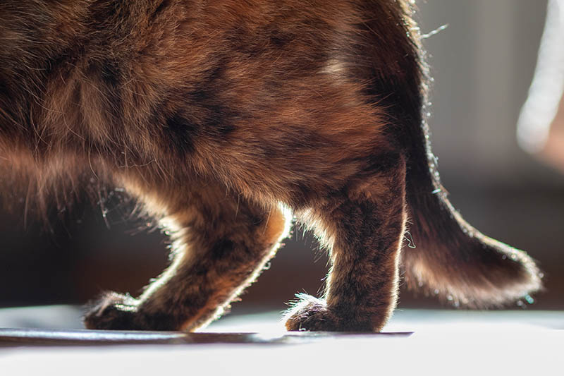 What Age Do Cats Get Arthritis? Vet Reviewed Signs to Look For