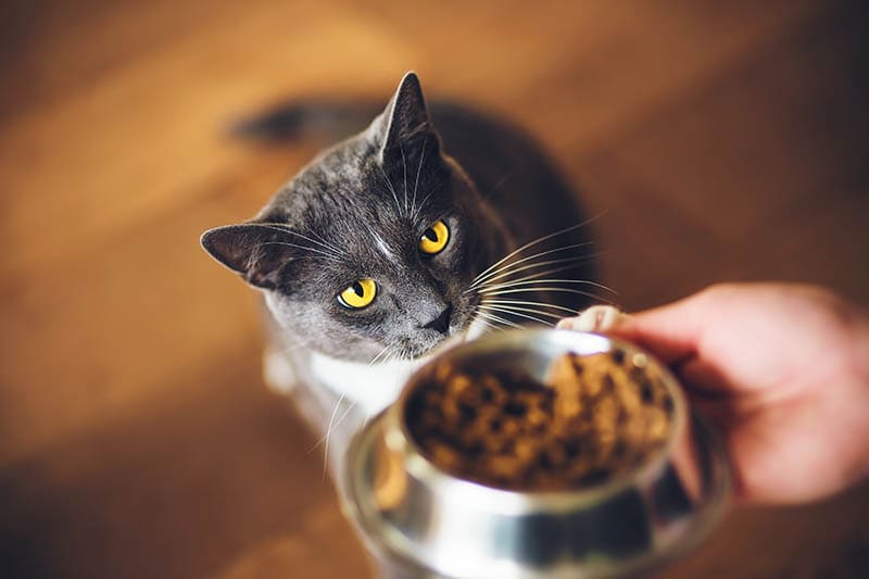 10 Best Grain-Free Cat Foods of 2026 - Reviews & Buyers Guide