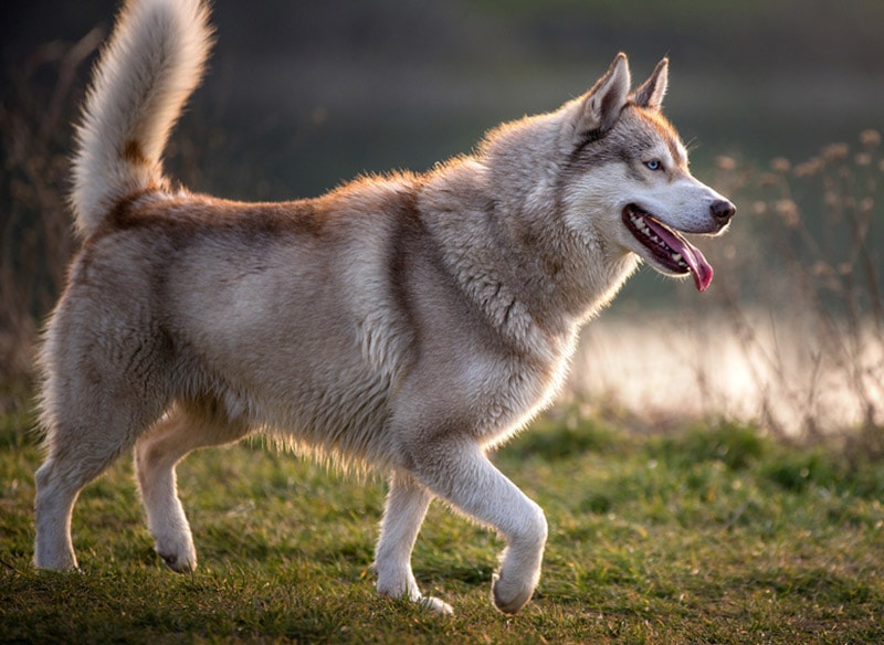 Siberian Husky Growth & Weight Chart (Puppy to Adult)