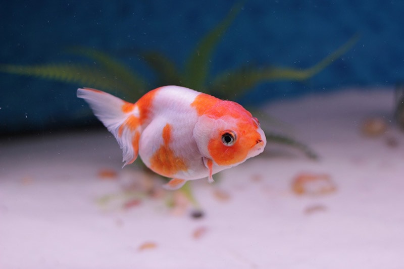 How to Dispose of a Dead Goldfish: 5 Step Process