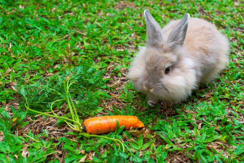 Are Rabbits Omnivores or Herbivores? Vet Approved Facts & FAQ