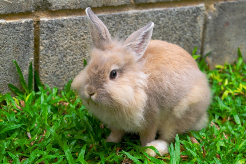 How Long Do Lionhead Rabbits Live as Pets? Vet Reviewed Lifespan, Data & Care