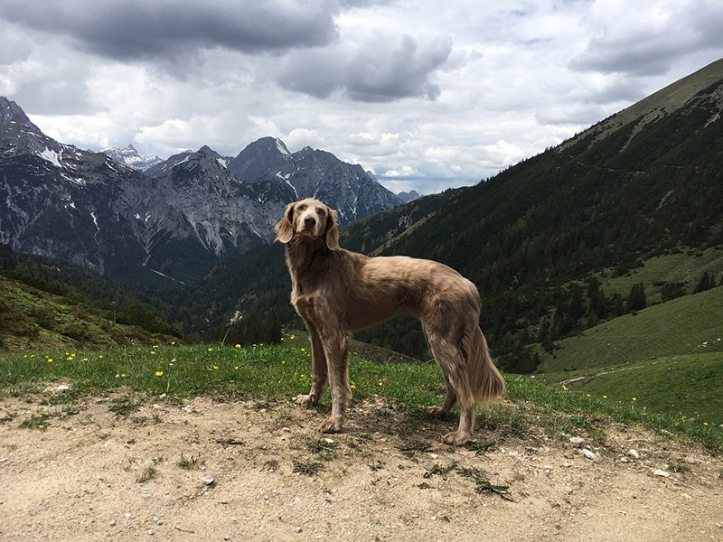 long haired weimaraner dog