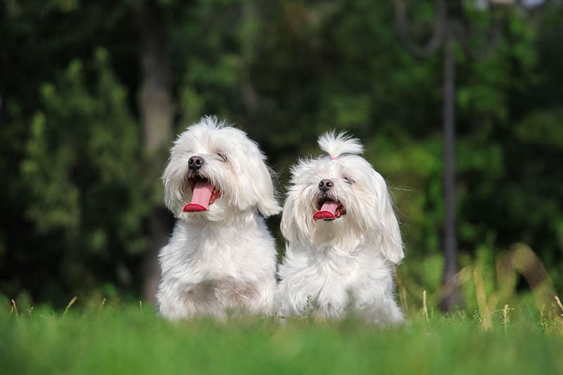 Are Dogs Social Animals? Vet-Reviewed Science & Info