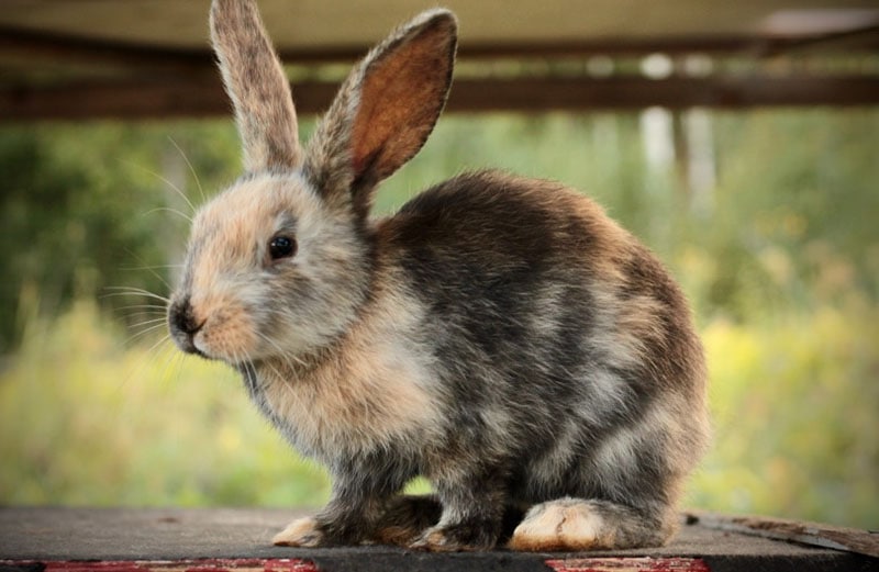 How Much Do Harlequin Rabbits Cost? 2026 Price Update