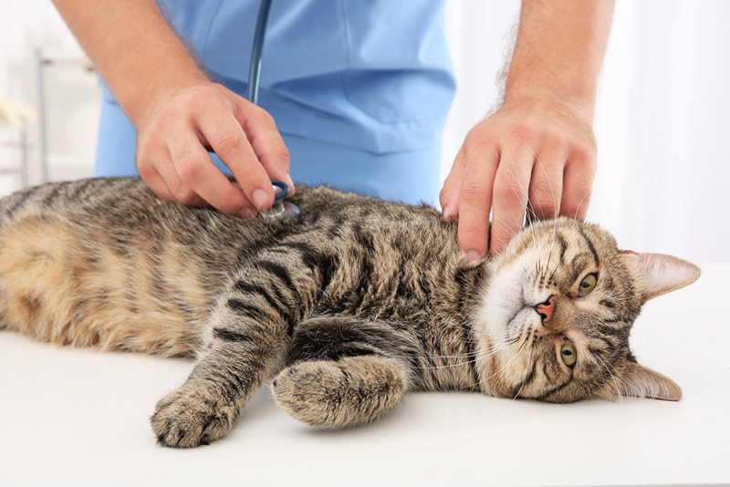 Feline Upper Respiratory Infection: Our Vet Explains the Causes, Signs, & Treatments