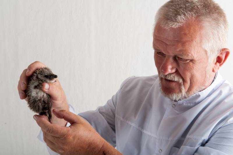 Exotic Animal Veterinarians: What Are They & How to Become One