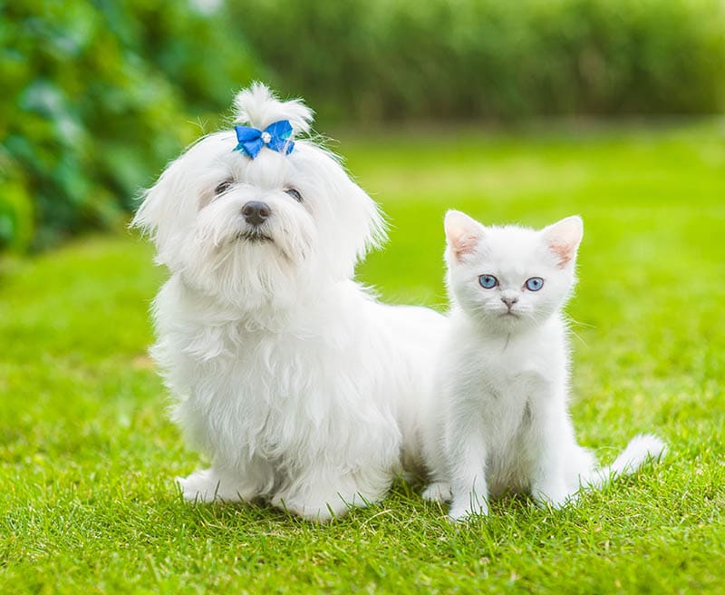 Are Maltese Good With Cats? How to Help Them Get Along