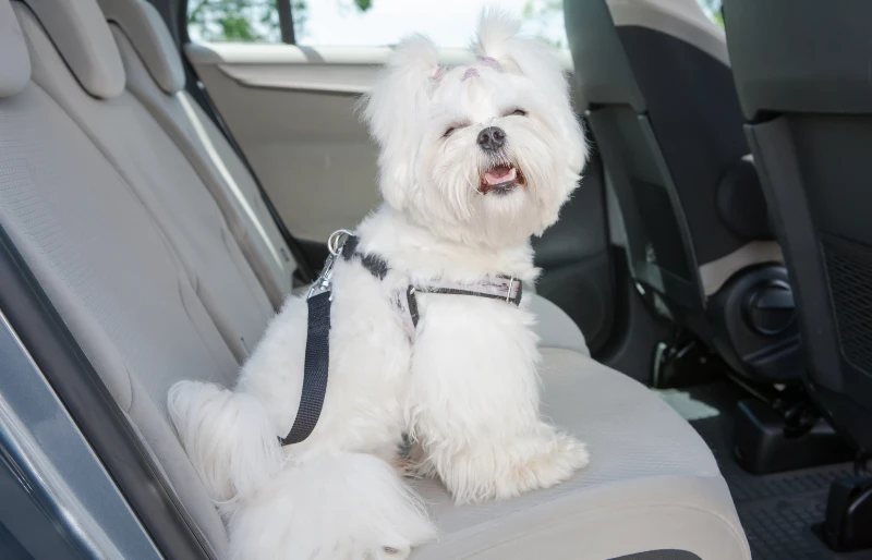 How To Help Your Dog If They Have Car Sickness: 7 Vet-Approved Tips