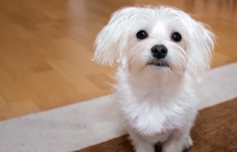 7 Vet-Approved Incredible Deaf Dog Facts: Communication, Breeds & More