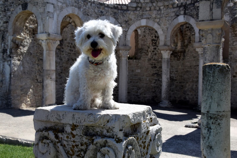 10 Incredible Maltese Facts You’ll Love to Learn