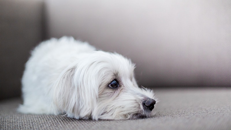 Why Would a Dog Poop Blood? 8 Vet-Reviewed Reasons