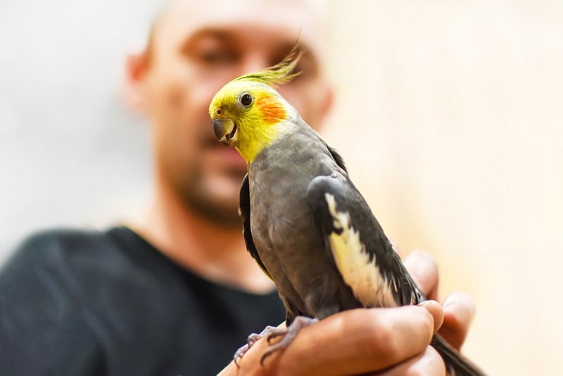 Why Do Parrots Mimic People? Facts & Info