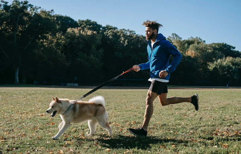 How Much Exercise Does an Akita Need? Vet Reviewed Facts & FAQ