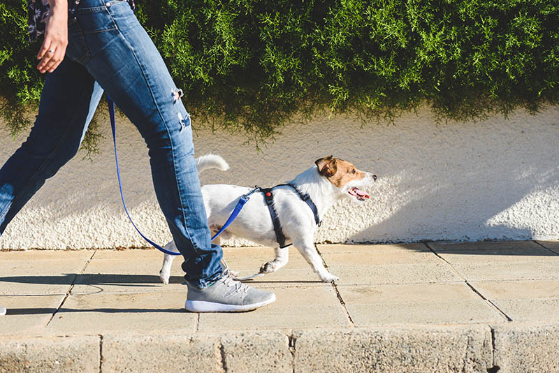 What Temperature Is Too Hot to Walk My Dog? Vet-Reviewed Facts & FAQ