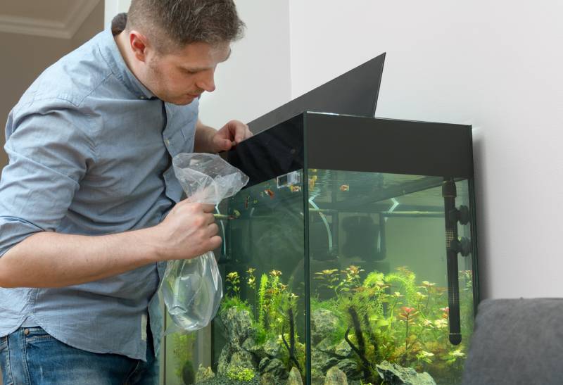 Will Petco Take Unwanted Fish? 2026 Update & Tips