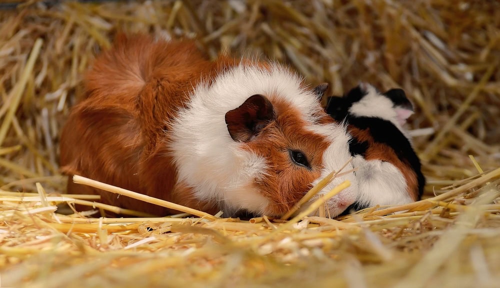 Merino Guinea Pig: Pictures, Lifespan, Behavior & Care Guide
