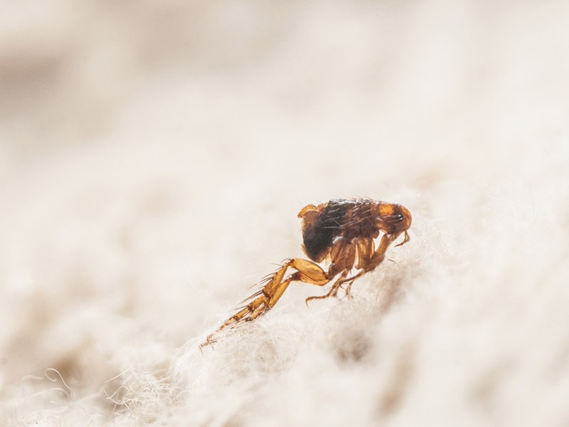 Can Fleas Kill a Dog? Vet-Approved Facts & FAQs
