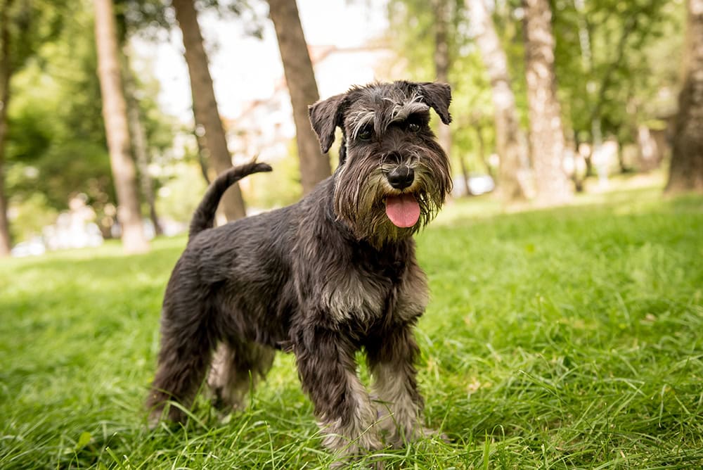 15 Schnauzer Haircuts & Grooming Styles in 2026 (with Pictures)