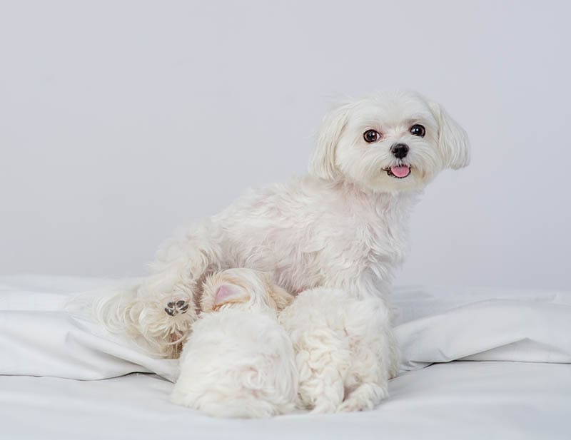 Maltese Pregnancy: Vet Reviewed Signs & Week-by-Week Guide