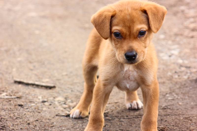 My Puppy is Wobbly and Off Balance: 7 Vet-Approved Reasons Why