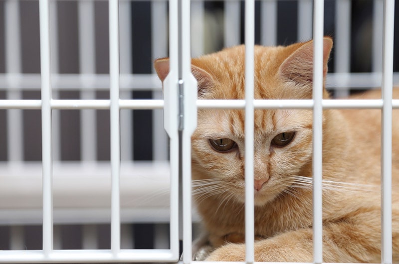 Is It Illegal to Abandon a Cat at a Shelter? Laws & FAQ