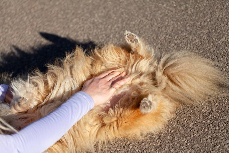How to Check a Dog's Heart Rate: Our Vet's Tips, Tricks, & Guide