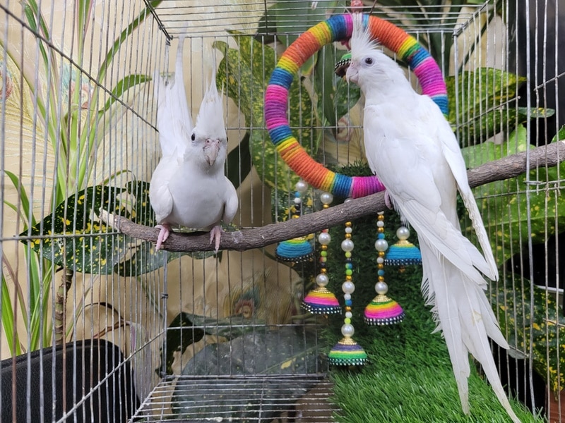 8 White Pet Bird Species (With Info & Pictures)