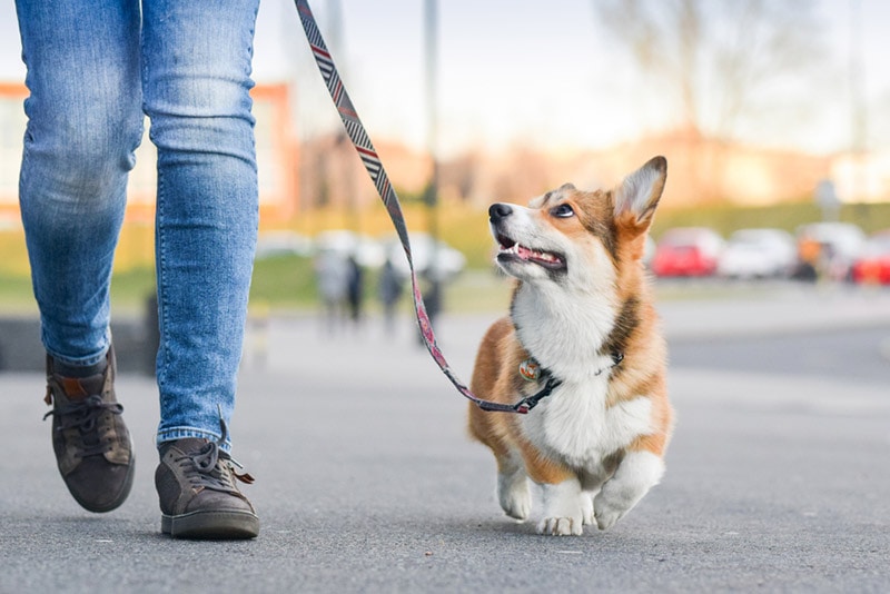 10 Types of Dog Leashes and Their Differences (with Pictures)