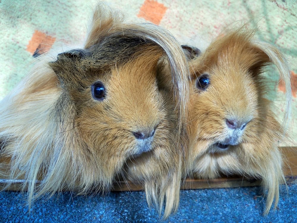 Peruvian Guinea Pig: Pictures, Temperament, Diet, Care Guide & More
